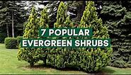 7 Popular Evergreen Shrubs for Landscaping 🌳🌲 // PlantDo Home & Garden 💚