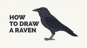 How to Draw a Raven - Easy Step-by-Step Drawing Tutorial