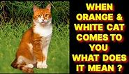 WHEN AN ORANGE AND WHITE CAT COMES TO YOU WHAT DOES IT MEAN ?
