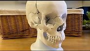 Assembly of 3D Printed Human Skull Model