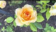 Oregold and gold glow hybrid rose