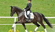 Wurttemberg Horse (Wurttemberger) Info, Origin, History, Pictures