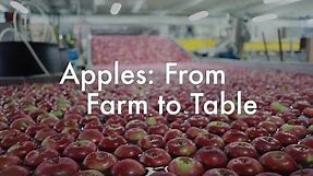 Apples: From Farm to Table