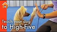 Teach Your Dog to High-Five
