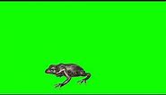Frog Jumping Green Screen Animation 3D