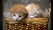 Cats and Quotes Free Screensaver
