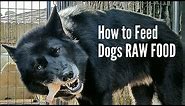 RAW Food Feeding Guide for Dogs - K9 Mukbang