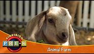 Animal Farm | Virtual Field Trip | KidVision Pre-K