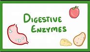 GCSE Biology - Digestive Enzymes #17