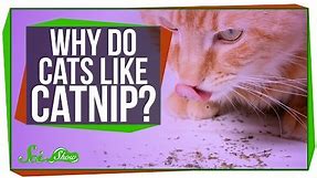 Why Do Cats Like Catnip?