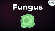 Introduction to Fungus | Microorganisms | Biology | Don't Memorise