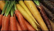 Exploring the Rich Palette of Carrot Varieties: From Purple to Orange