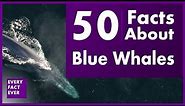 50 Facts About Blue Whales