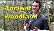Ancient woodland trees and forests. Wye Valley (AONB) UK - British trees and woodlands documentary.