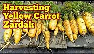 Yellow Carrot Zardak: How To Harvest Without Damage (Seed From Baker Creek Heirloom Seed Company)