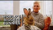 Meet the world's biggest bunnies