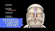 Internal Carotid Artery - Anatomy (Circle of Willis)