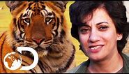Terrifying Human Attacking Tigers | Living With Man Eaters