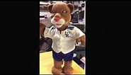 Gemmy animated Kentucky wildcats university mascot