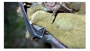 RAW VIDEO: Bat's Amazing! Scientists Unravelling The Evolutionary Secrets Behind Vampires' Bites 5/7