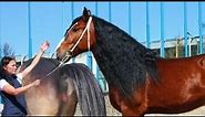 Super Murrah A Powerful Draft Horse For Mixing Breeds