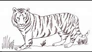 Learn to draw an easy Bengal Tiger
