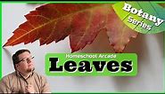 Leaves | Function, Anatomy, & Types of Leaves