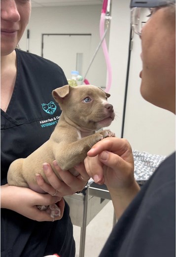 Adorable Staffy Puppies: A Journey from Tiny to Cute