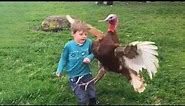 Funny Videos Animals Funniest Turkey Compilation Best Thanksgiving