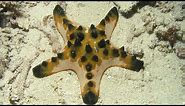 Facts: The Chocolate Chip Starfish