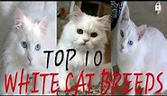 TOP 10 White cat breeds | beautiful white cats in the world | pet & animals point