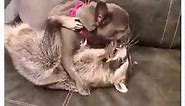 Dog And Raccoon Fight For Stuffed Toy