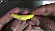 The World Smallest Banana