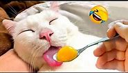 😂Cat Memes: Funniest Animals😂 Funny Cats and Dogs | Cat Memes - Drawing Meme