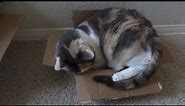 Fat cat struggles to fit into tiny box