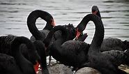 Black Swan -The Story of the Australian Species that made Europeans say "' Black is so Beautiful''