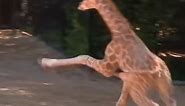 Baby giraffe has a case of the zoomies