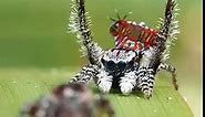 Dancing Peacock Spiders 💃🏼