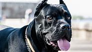 15 Best Guard Dog Breeds In The World | Prestige Dog Protection