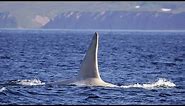 Albino Orca May Be First White Killer Whale Spotted in Wild
