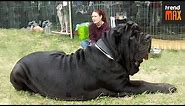 The BIGGEST DOG BREEDS In The World