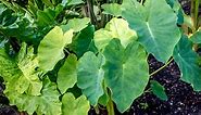 Elephant Ears Care Tips for Outdoors and Indoors