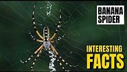 Amazing facts of Banana Spider | Interesting Facts | The Beast World