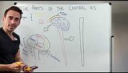 Overview of the Central Nervous System (CNS)