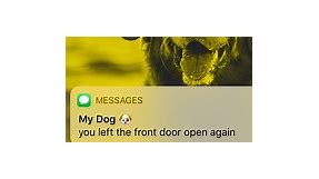 DOG TEXTS: You Need To Come Home!