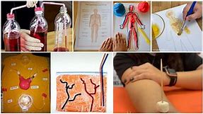 30 Hands-On Heart and Circulatory System Activities for Kids
