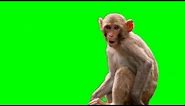 Monkey (live action) 1080p Green Screen