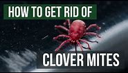 How to Get Rid of Clover Mites (4 Easy Steps)