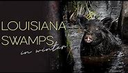 Louisiana Swamps in Winter | Dr. Wagner's Honey Island Swamp Tours | The Whole Tour