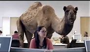 Geico Hump Day Birthday Camel